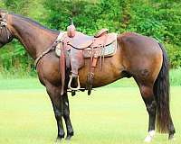 brown-sho-horse