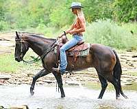 all-around-quarter-horse