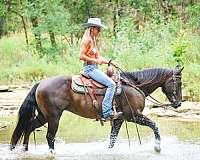 athletic-quarter-horse