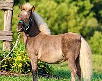 chocolate-miniature-colt