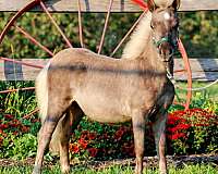 chocolate-colt-for-sale