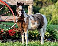 tobiano-miniature-colt