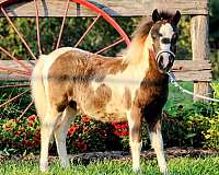 tobiano-colt-for-sale