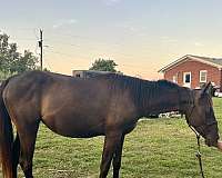 quarter-horse-filly