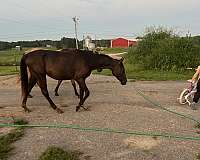 quarter-horse-for-sale