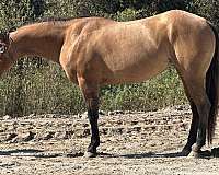 dun-roan-athletic-breeding-horse
