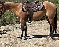dun-roan-filly