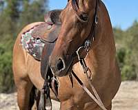 roan-quarter-horse-filly