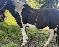 pinto-miniature-mare