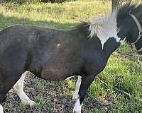 pinto-amha-horse