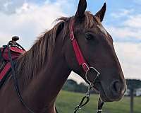 quarter-horse-colt