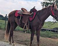 quarter-horse-for-sale
