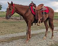 quarter-horse