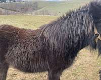 black-amha-mare