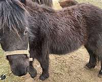 black-miniature-mare
