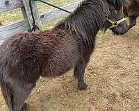 black-amha-horse