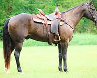 all-around-quarter-horse