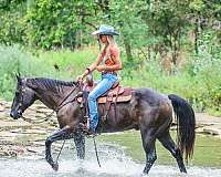 athletic-quarter-horse