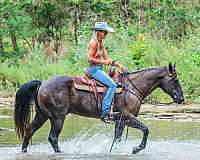 beginner-quarter-horse