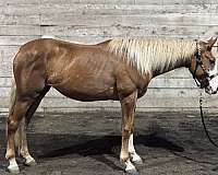 quarter-horse-mare