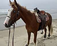 quarter-horse