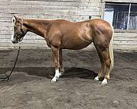 quarter-horse-for-sale