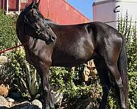 all-around-welsh-pony