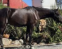 dressage-welsh-pony