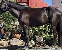 english-pleasure-welsh-pony