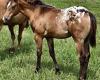 bay-roan-hunter-jum-horse