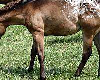 hunter-jum-filly