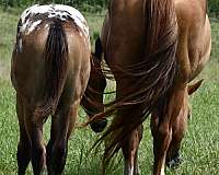 hunter-jum-horse