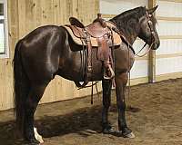 horses-forsale