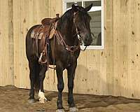 white-sock-horse