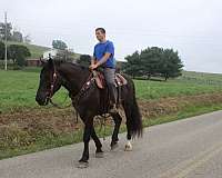 beautiful-draft-horses