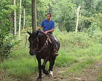 great-trail-horse-draft