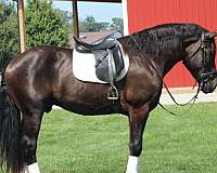 beginner-draft-horse