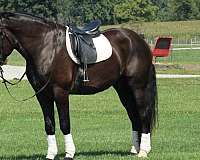 cross-draft-horse