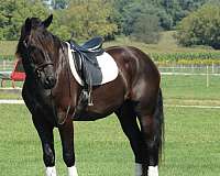 draft-horse