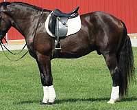 husband-safe-draft-horse