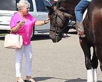 lesson-draft-horse