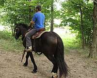 mounted-patrol-draft-horse