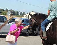 parade-draft-horse
