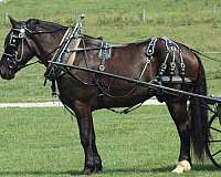 all-around-draft-horse