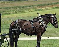 companion-draft-horse