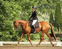 chestnut-thoroughbred-gelding