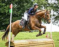 chestnut-jc-gelding