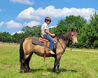 buckskin-pony-welsh-pony-mare