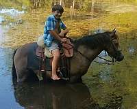 buckskin-pony-welsh-pony