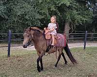 buckskin-welsh-pony-mare